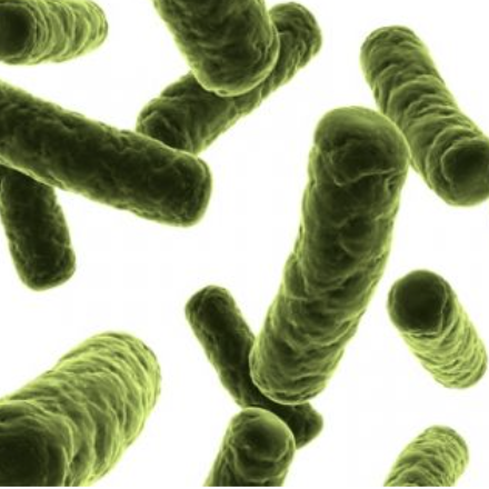 Bacillus